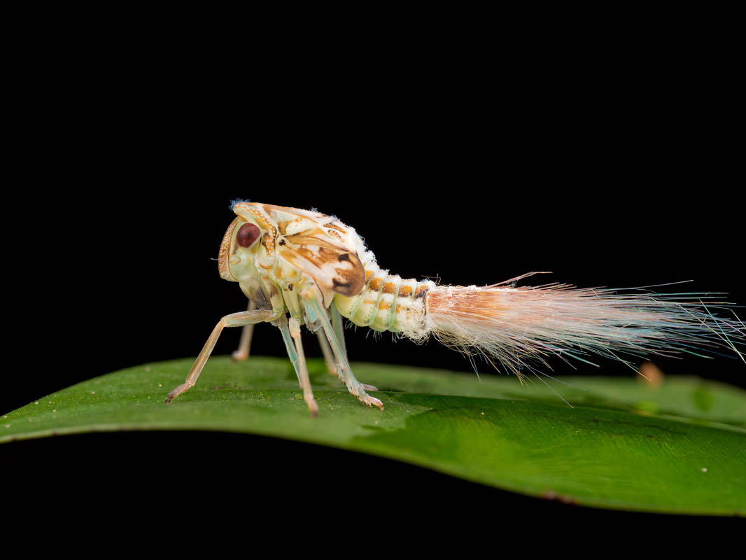 Aphid with a waxy butt